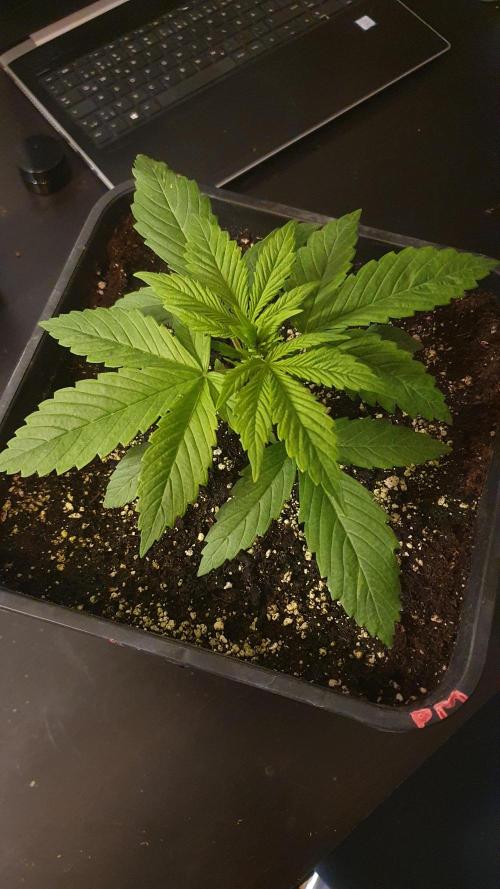 Permanent Marker Autoseeds. Week 2