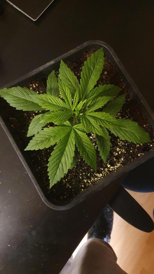 Permanent Marker Autoseeds. Week 2