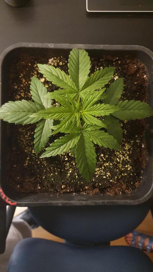 Milkyway F1 Auto RQS. Week 2