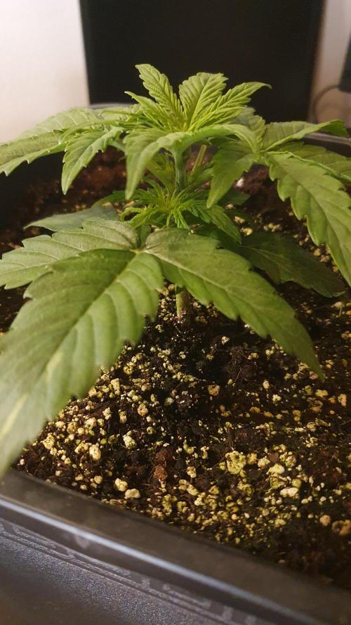 Milkyway F1 Auto RQS. Week 2