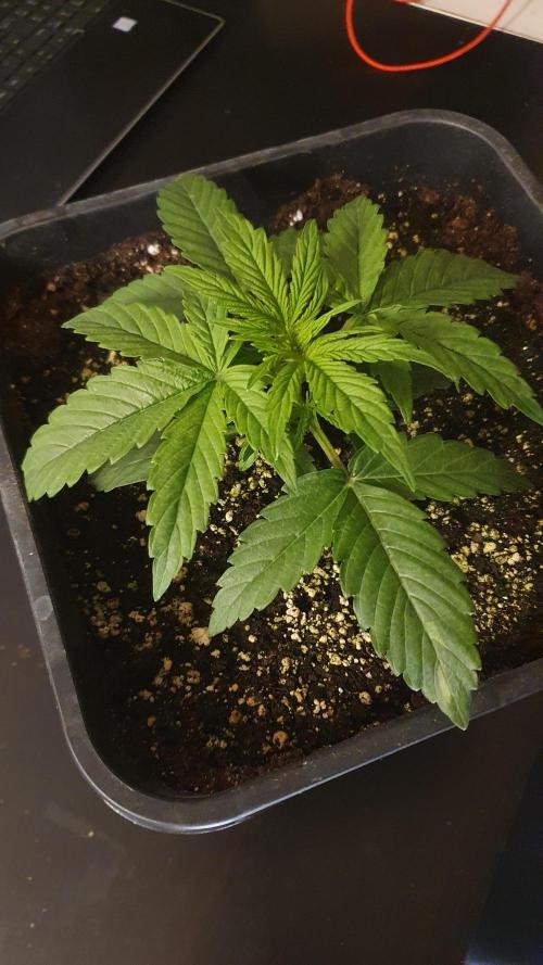 Milkyway F1 Auto RQS. Week 2