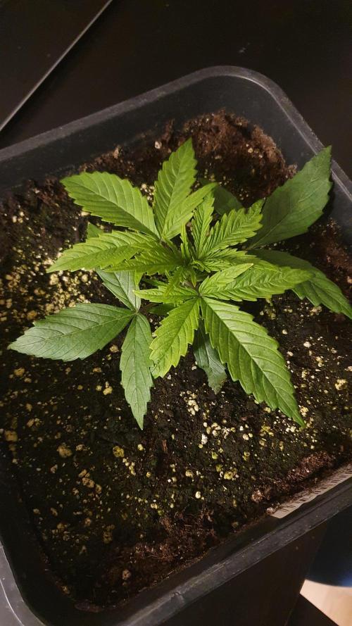 Jelly Donutz Auto Humboldt. Week 2