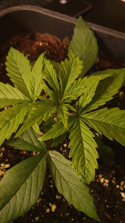 Jelly Donutz Auto Humboldt. Week 2