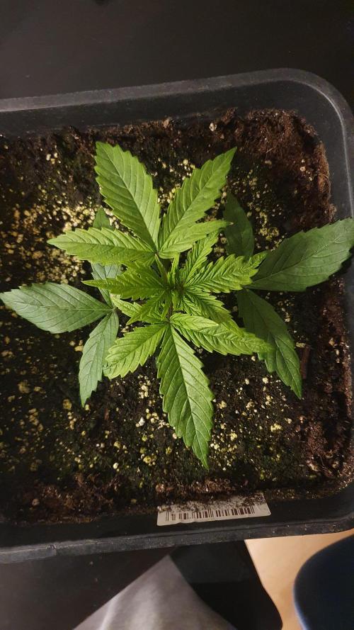 Jelly Donutz Auto Humboldt. Week 2