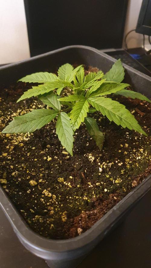 Jelly Donutz Auto Humboldt. Week 2