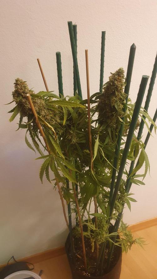 Solar Panel Zamnesia. Week 13