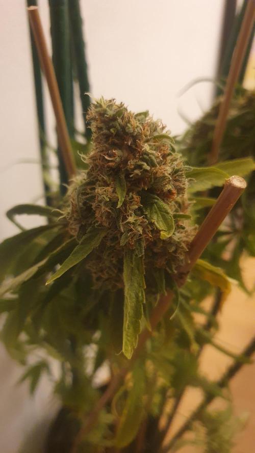 Solar Panel Zamnesia. Week 13