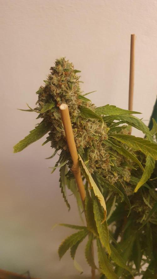 Solar Panel Zamnesia. Week 13