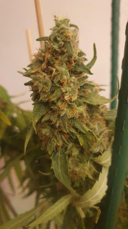 Solar Panel Zamnesia. Week 13