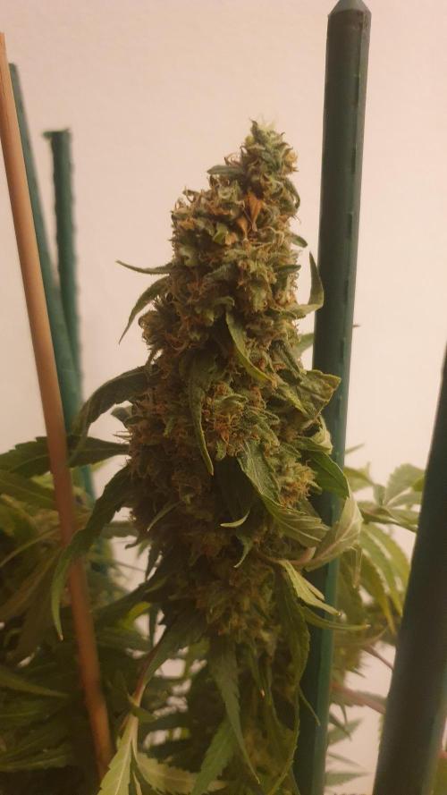 Solar Panel Zamnesia. Week 13