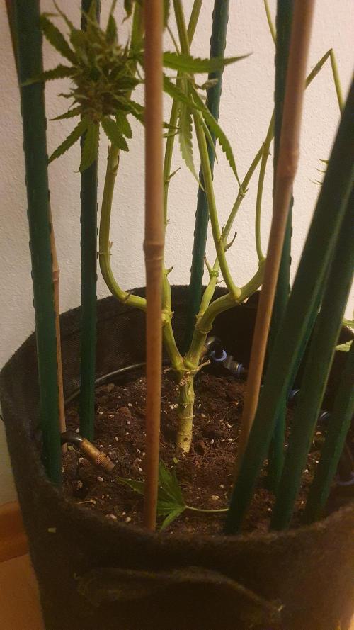 Solar Panel Zamnesia. Week 13