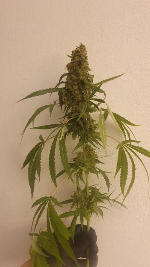 Solar Panel Zamnesia. Week 14