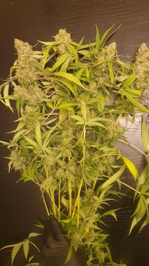 Solar Panel Zamnesia. Week 14