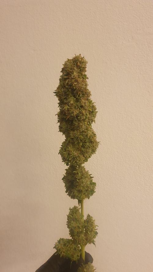 Solar Panel Zamnesia. Week 14