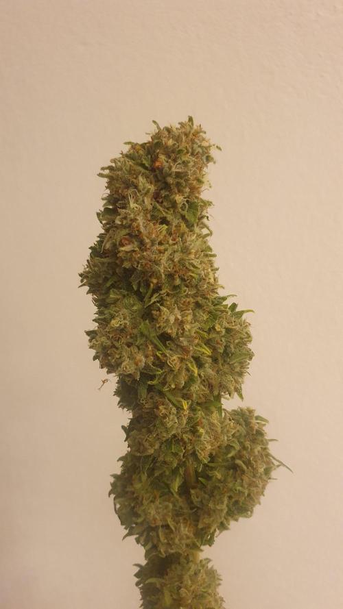 Solar Panel Zamnesia. Week 14