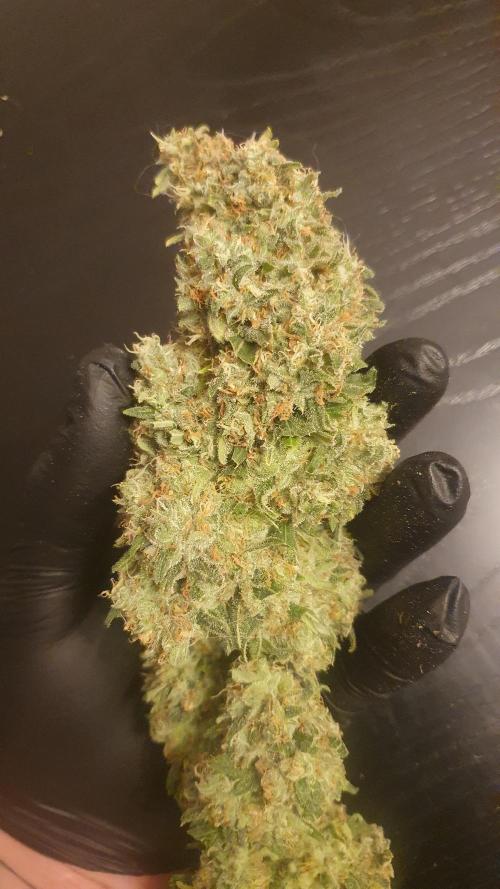 Solar Panel Zamnesia. Week 14