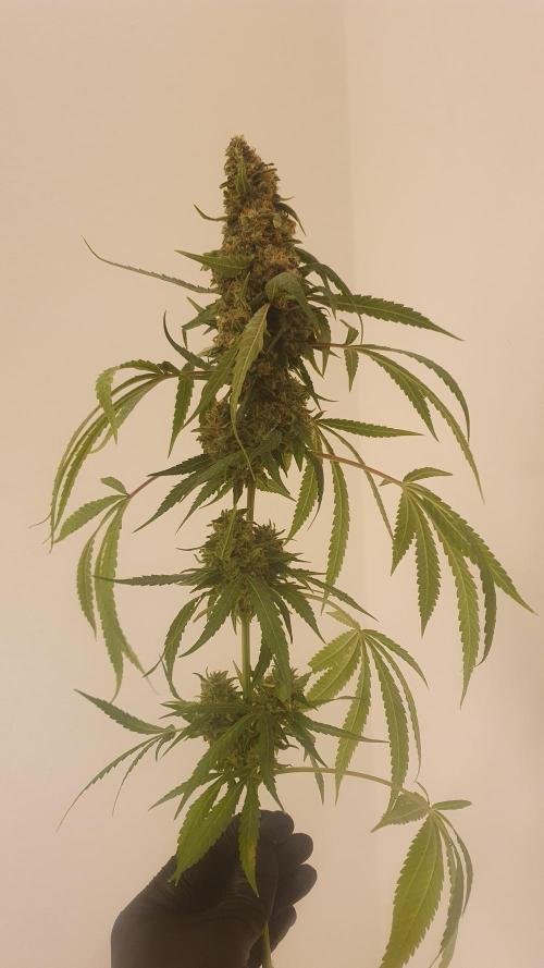 Solar Panel Zamnesia. Week 14