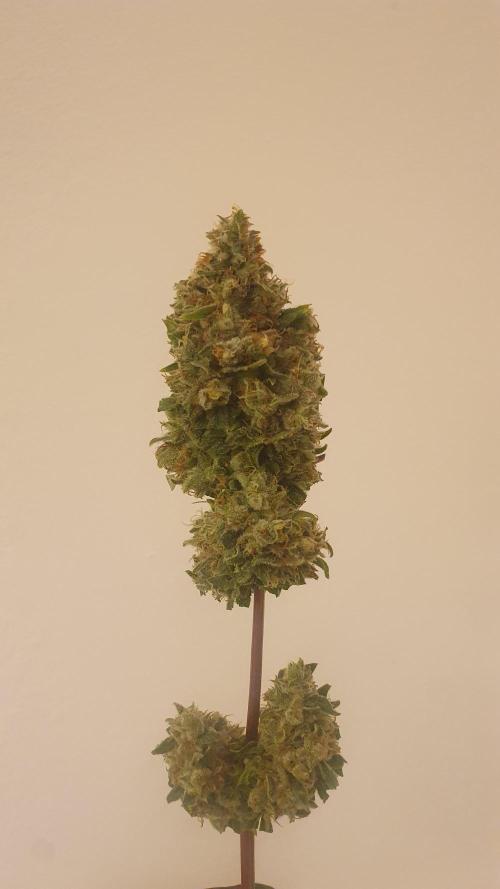 Solar Panel Zamnesia. Week 14