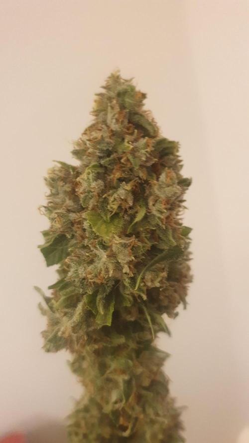 Solar Panel Zamnesia. Week 14