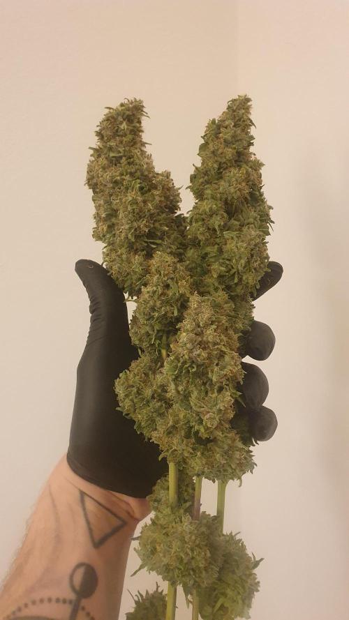 Solar Panel Zamnesia. Week 14