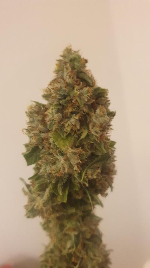 Solar Panel Zamnesia. Week 14