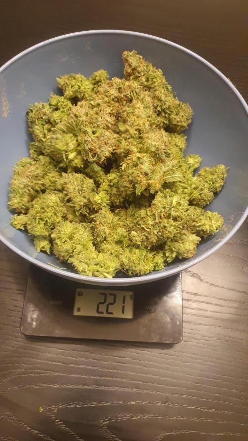 Solar Panel Zamnesia. Week 14