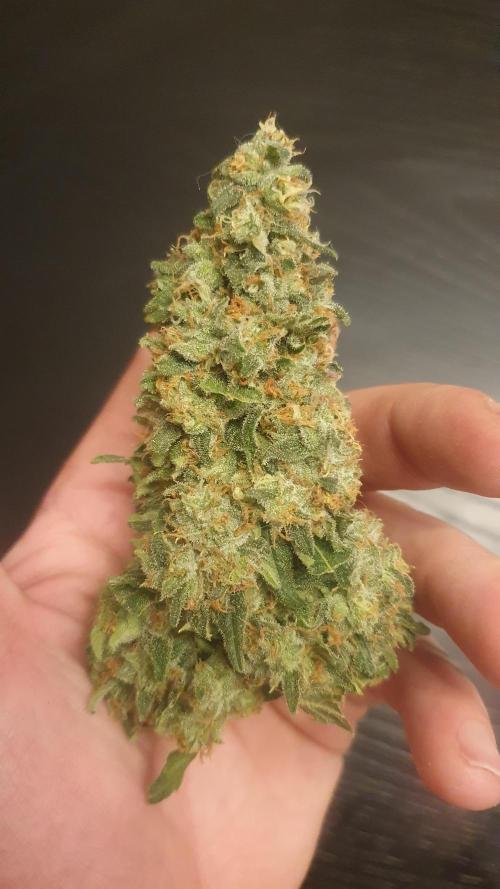 Solar Panel Zamnesia. Week 14