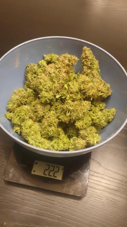 Solar Panel Zamnesia. Week 14