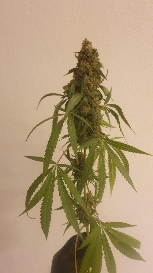 Solar Panel Zamnesia. Week 14