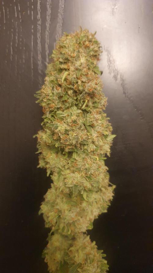 Solar Panel Zamnesia. Week 14