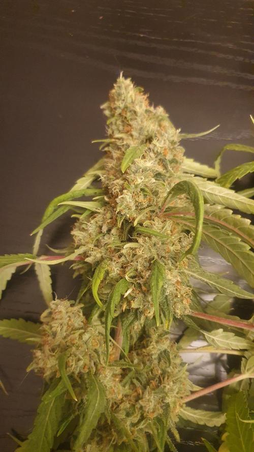 Solar Panel Zamnesia. Week 14