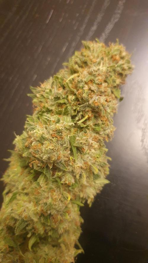 Solar Panel Zamnesia. Week 14