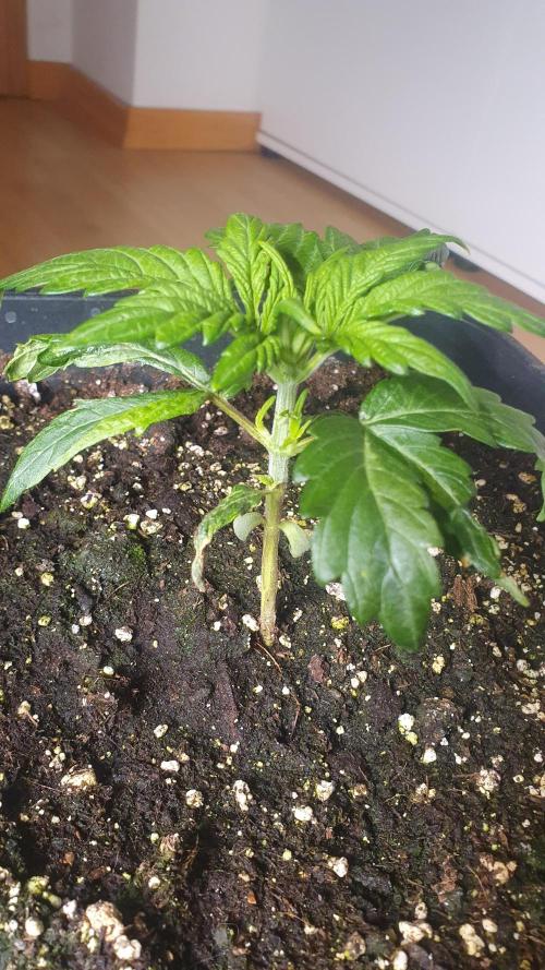 Tropicana Cookies Auto Zamnesia. Week 2