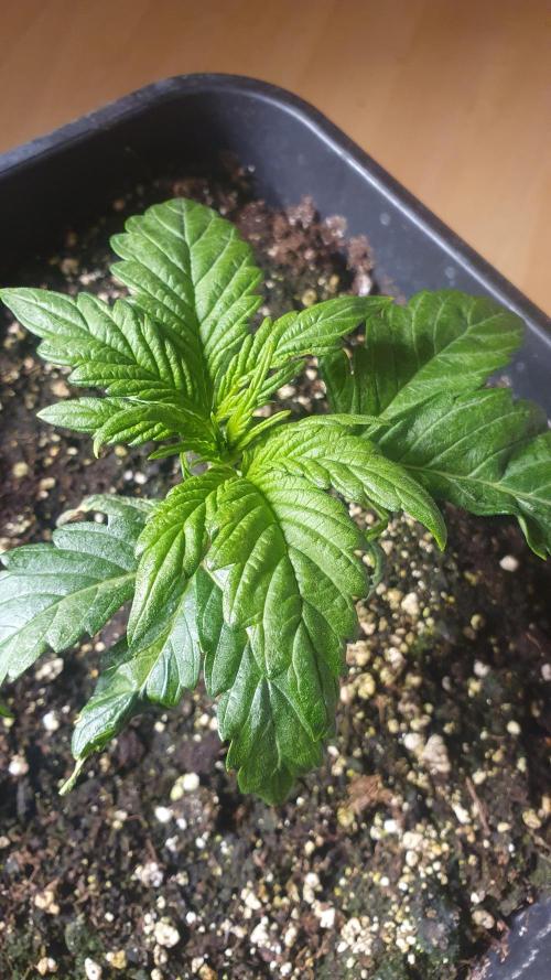 Tropicana Cookies Auto Zamnesia. Week 2