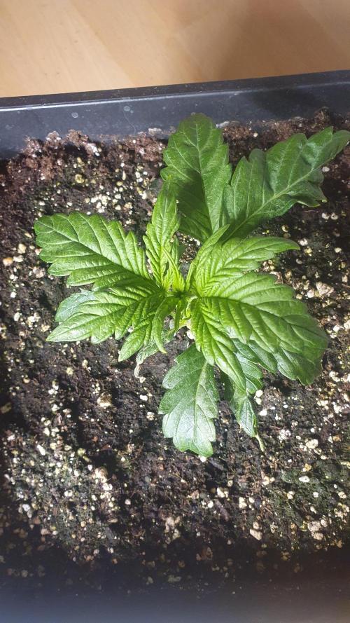 Tropicana Cookies Auto Zamnesia. Week 2