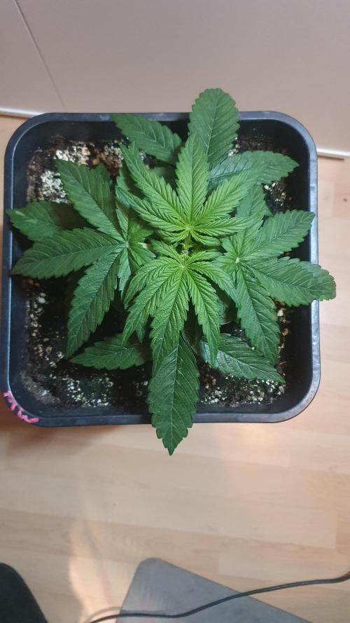 Milkyway F1 Auto RQS. Week 3