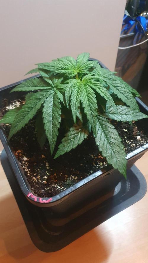 Milkyway F1 Auto RQS. Week 3