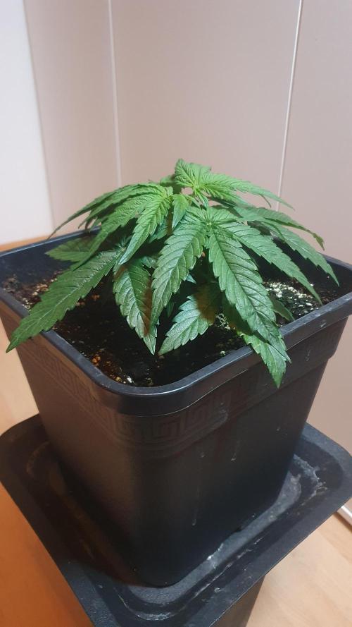 Milkyway F1 Auto RQS. Week 3