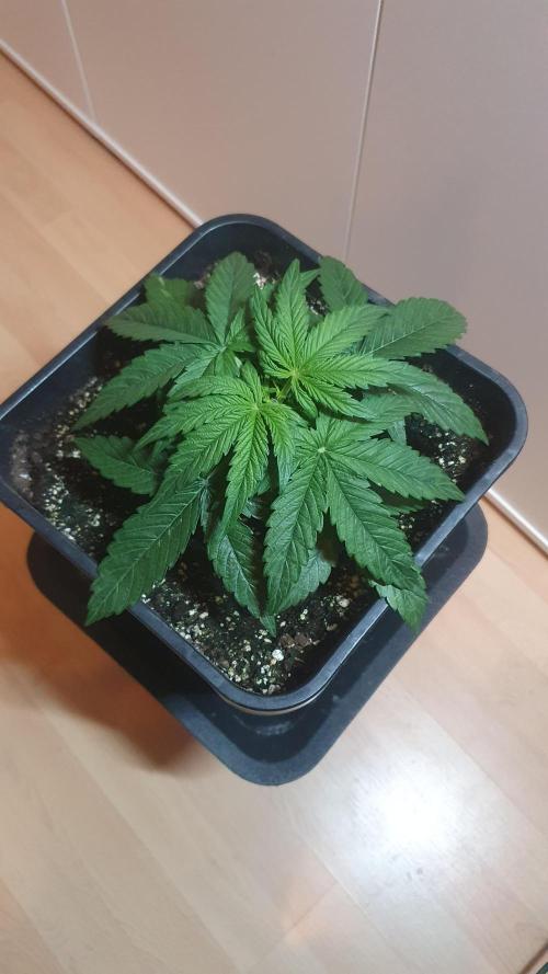 Milkyway F1 Auto RQS. Week 3