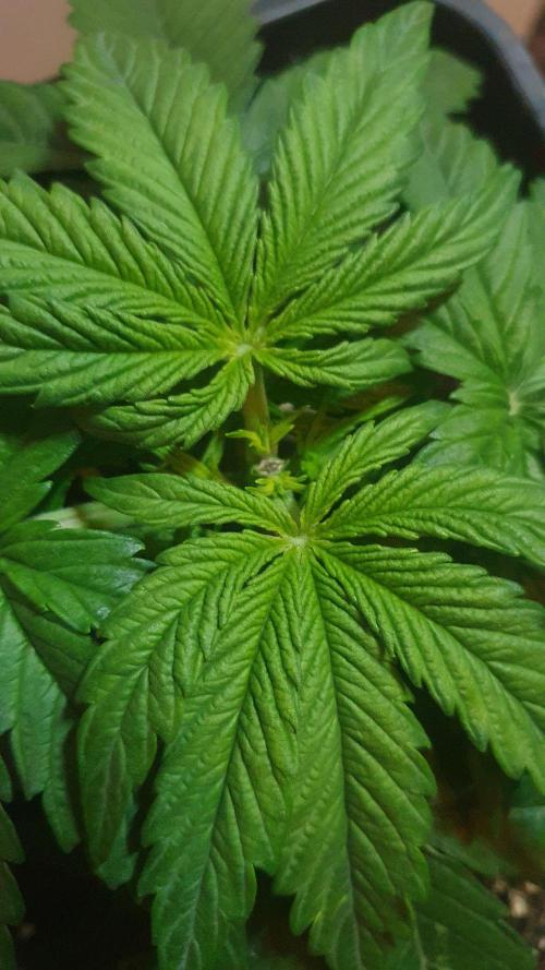 Milkyway F1 Auto RQS. Week 3