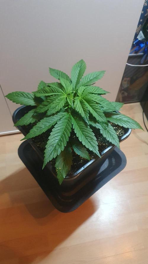 Permanent Marker Autoseeds. Week 3