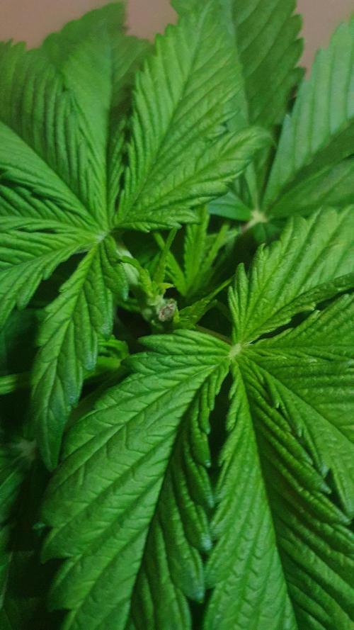 Permanent Marker Autoseeds. Week 3