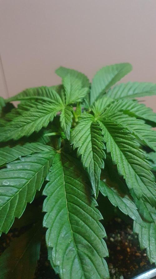 Permanent Marker Autoseeds. Week 3