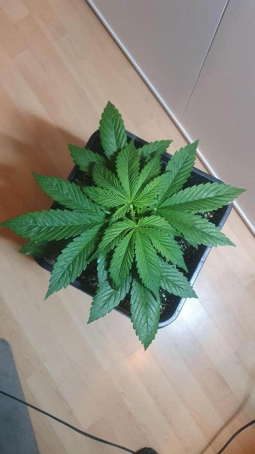 Permanent Marker Autoseeds. Week 3