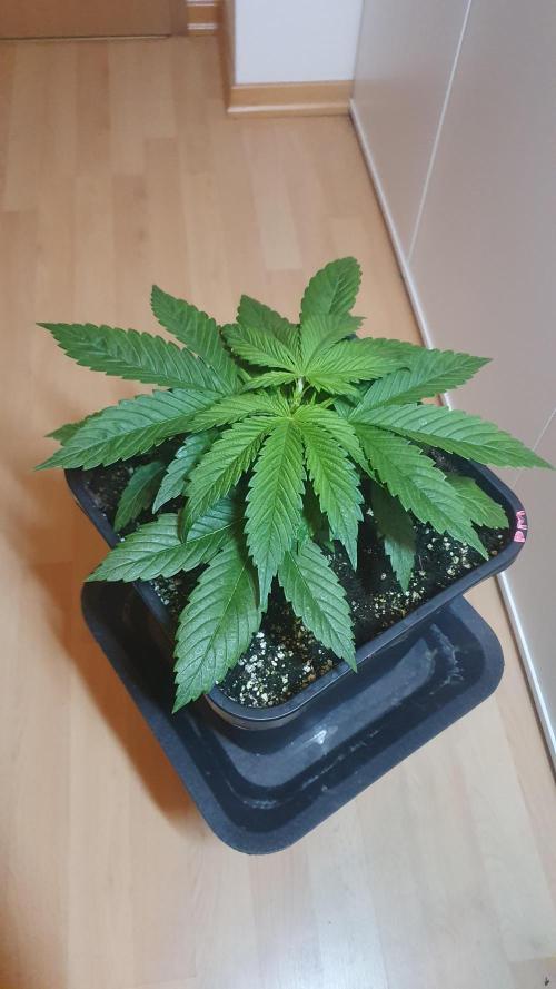 Permanent Marker Autoseeds. Week 3