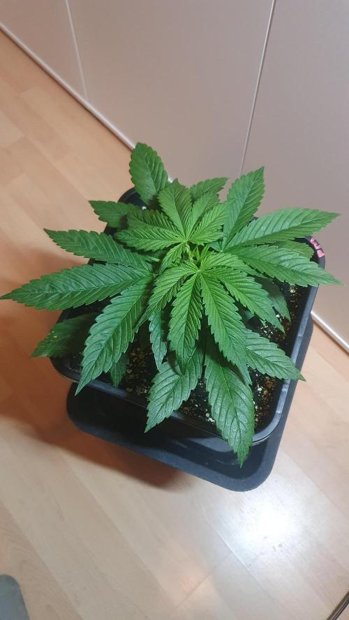 Permanent Marker Autoseeds. Week 3