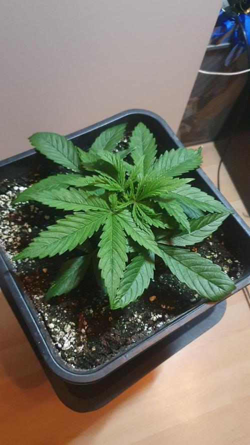 Jelly Donutz Auto Humboldt. Week 3