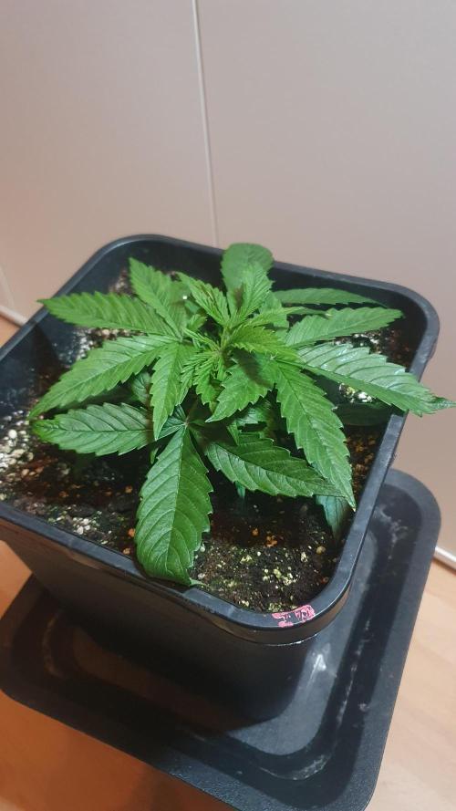 Jelly Donutz Auto Humboldt. Week 3