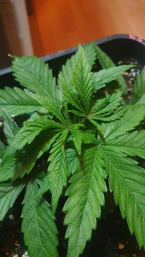 Jelly Donutz Auto Humboldt. Week 3