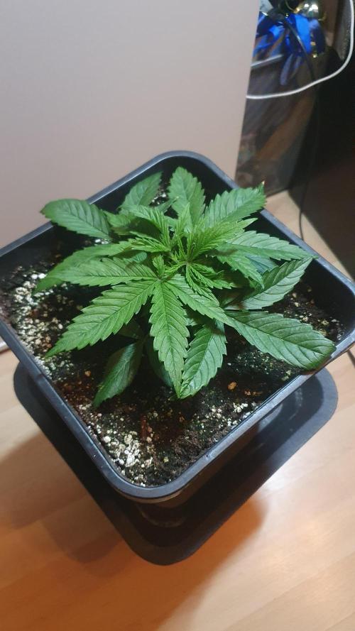 Jelly Donutz Auto Humboldt. Week 3